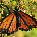 Monarch Butterfly